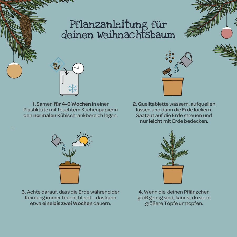 Weihnachtsbaum im Becher – Anzuchtanleitung für Fichten