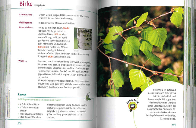 Wild- und Heilkräuter, Beeren & Pilze finden - Für Einsteiger