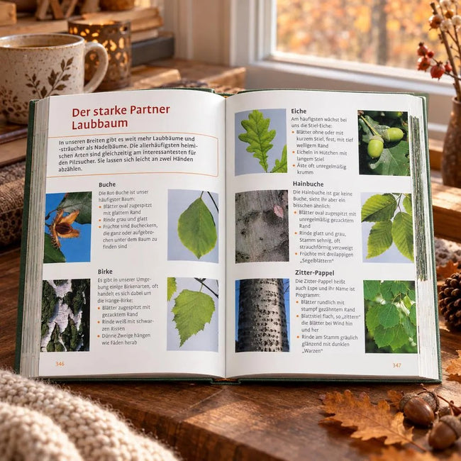 Wild- und Heilkräuter, Beeren & Pilze finden - Für Einsteiger