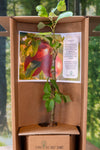 Apfelbaum - Baum zum Pflanzen im Garten