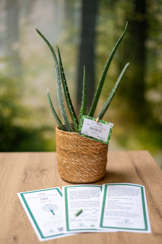 Aloe Vera