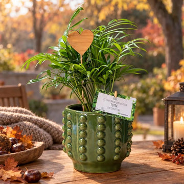 Bergpalme