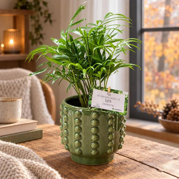 Bergpalme