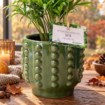 Bergpalme