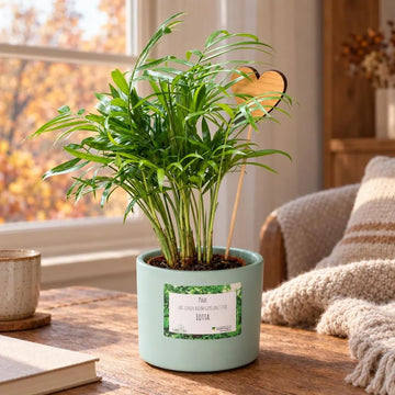 Bergpalme