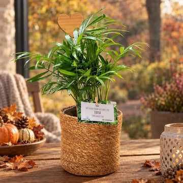 Bergpalme
