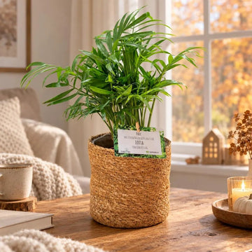 Bergpalme