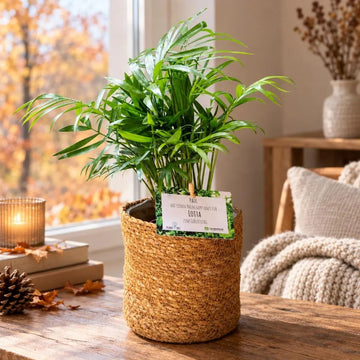 Bergpalme