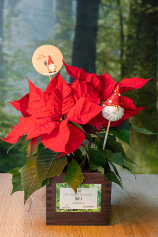 Weihnachtsstern - geschmückt