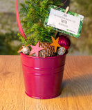 Kegelzypresse - geschmückt