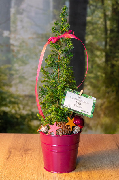 Kegelzypresse - geschmückt