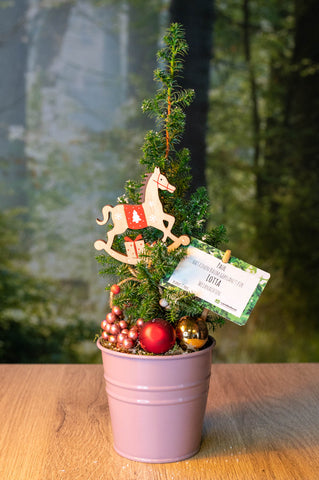 Kegelzypresse - geschmückt - rose