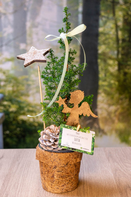 Kegelzypresse - geschmückt