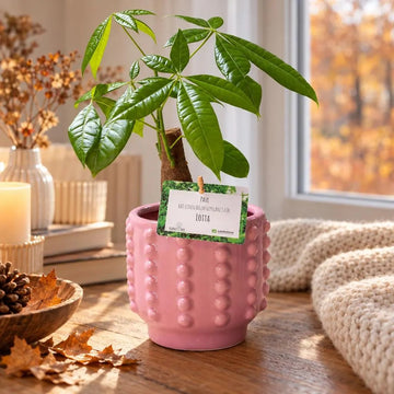 Glückskastanie - Keramiktopf rose