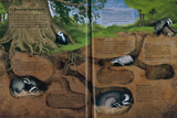 Wildes Leben in alten Bäumen