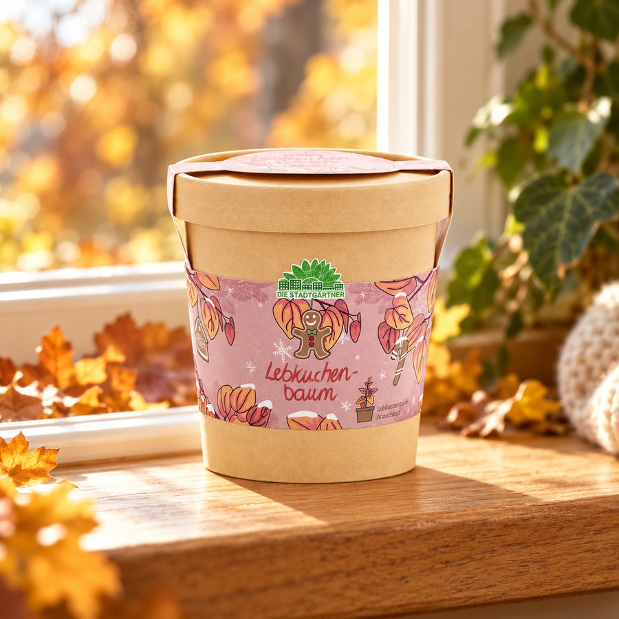 Lebkuchenbaum im Becher im herbstlichen Setting – Produkt ohne Baumpflanzung