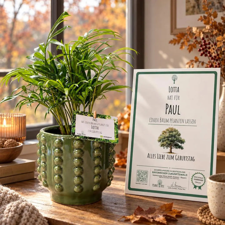 Bergpalme – Geschenkansicht mit aktuellem Baumzertifikat; Beispielgestaltung