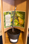 Birnbaum - Baum zum Pflanzen im Garten inklusive Baumspende in deutschem Landesforst