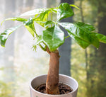 Glückskastanie - Grünpflanze inklusive Baumspende in deutschem Landesforst