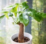 Glückskastanie - Grünpflanze inklusive Baumspende in deutschem Landesforst