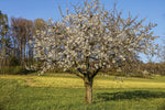 Kirschbaum - Baum zum Pflanzen im Garten inklusive Baumspende in deutschem Landesforst