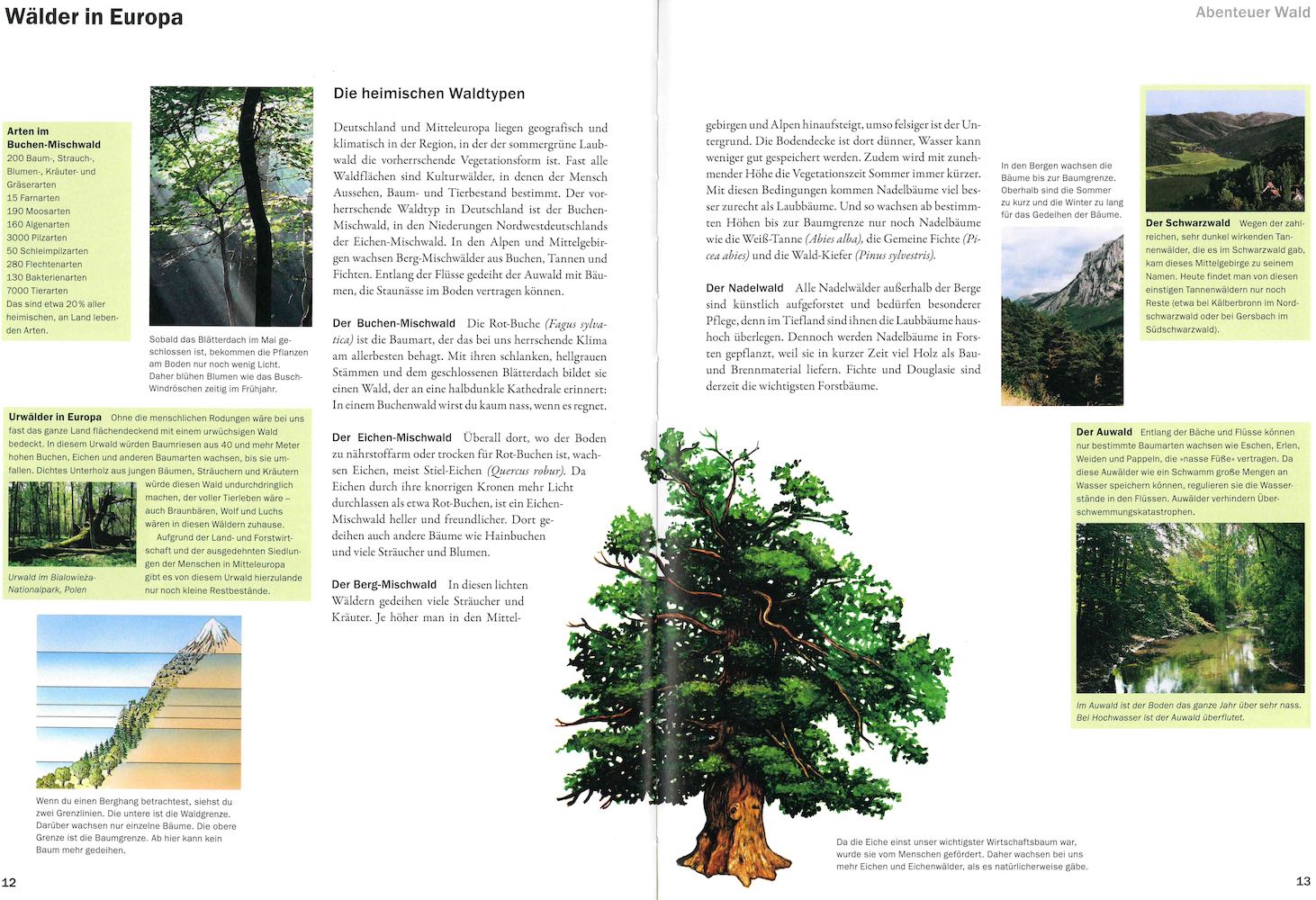 Der Baum- und Steinmarder - Waldwissen - Baumspenden - Stiftung Unternehmen  Wald