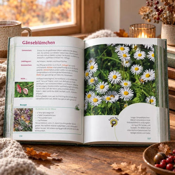 Wild- und Heilkräuter, Beeren & Pilze finden - Für Einsteiger