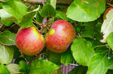 Apfelbaum - Baum zum Pflanzen im Garten