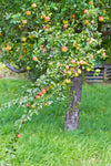 Apfelbaum - Baum zum Pflanzen im Garten inklusive Baumspende in deutschem Landesforst
