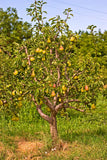 Birnbaum - Baum zum Pflanzen im Garten inklusive Baumspende in deutschem Landesforst