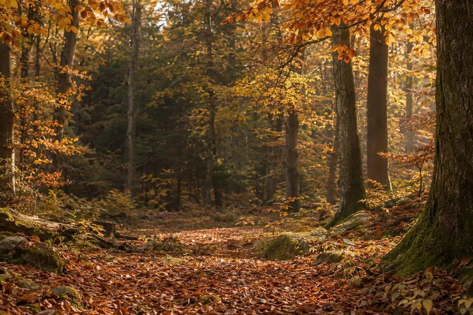 Herbstlicher Wald – Bildmotiv von Planet Tree